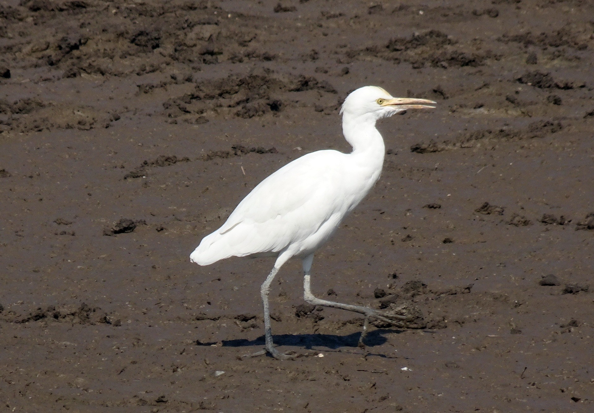 Corralejo Natural Park Birds