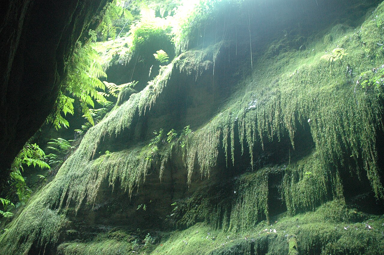 Cubo de la Galga Rainforest