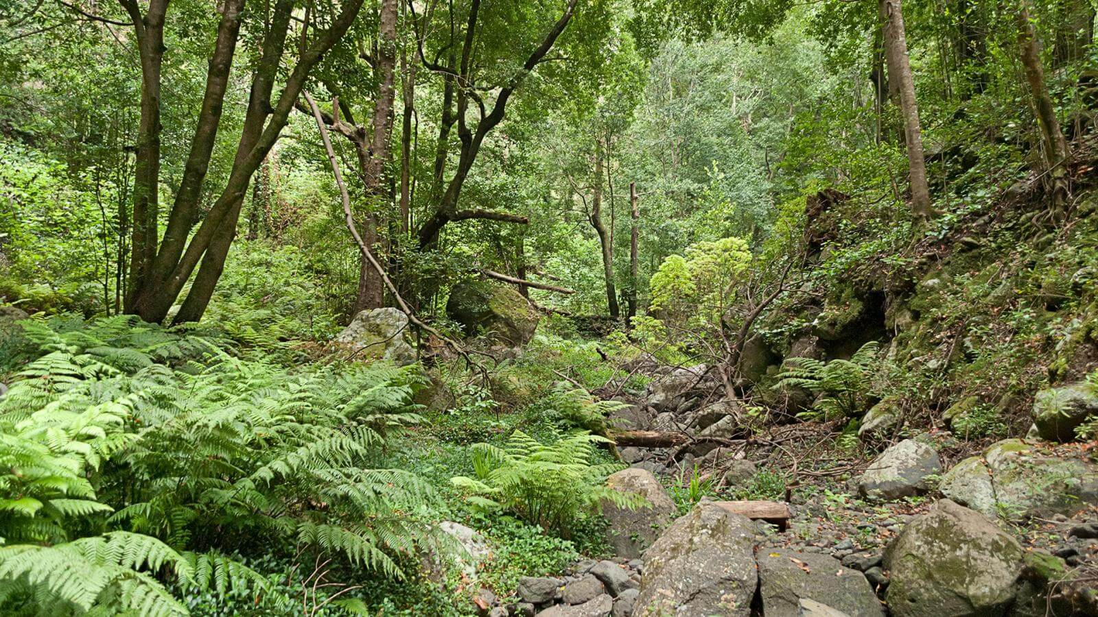 Cubo de la Galga Rainforest