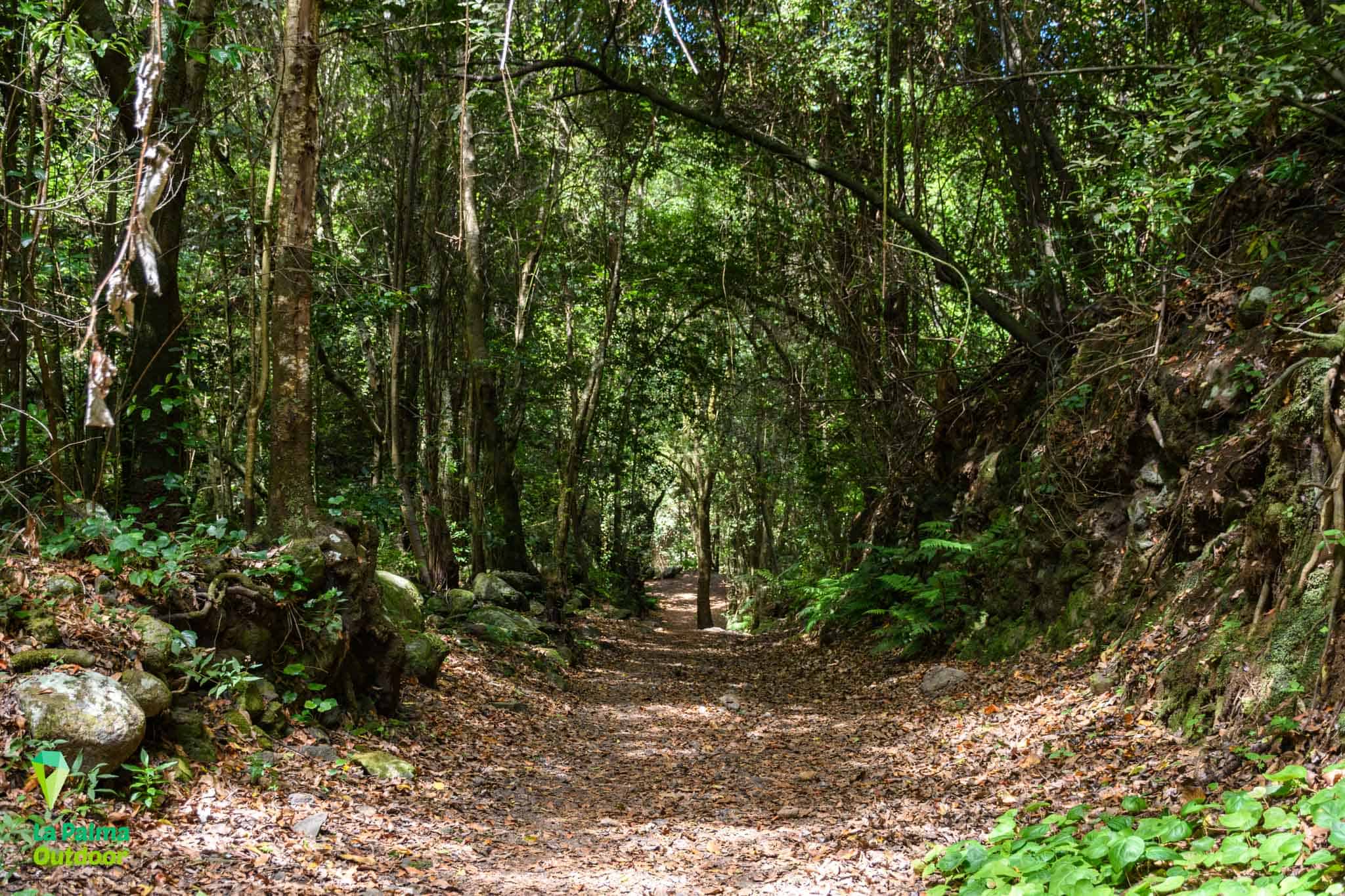 Cubo de la Galga Rainforest