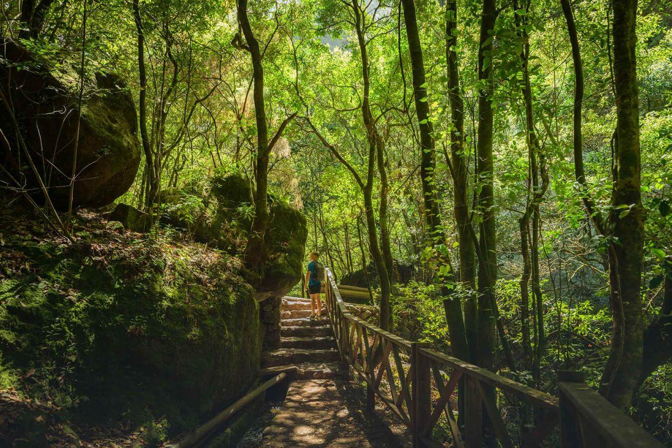 Los Tilos Laurel Forest