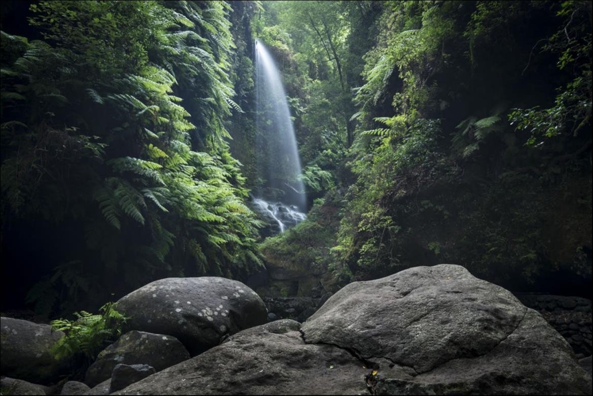 Los Tilos Laurel Forest