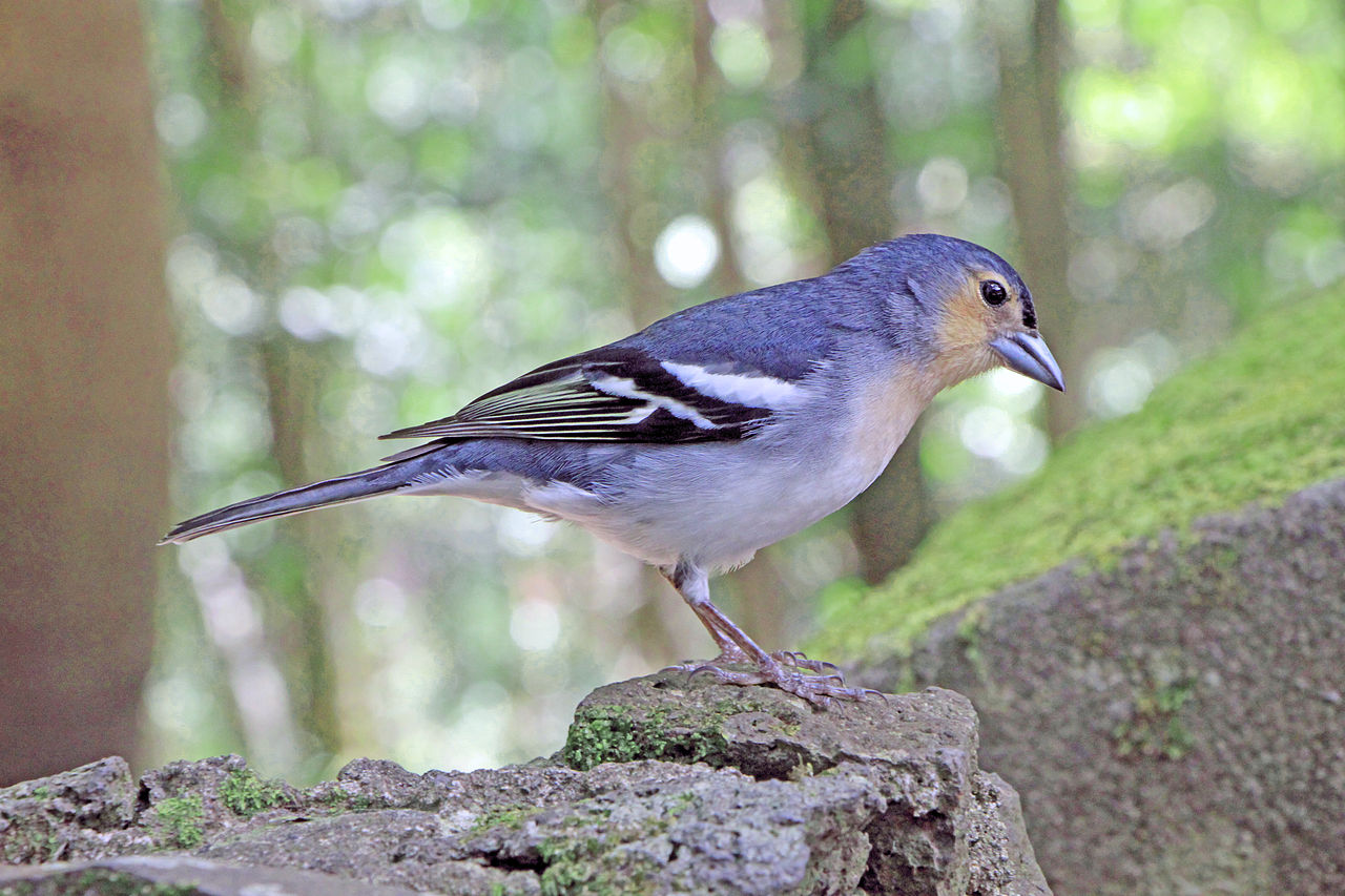 Los Tilos Laurel Forest Finch