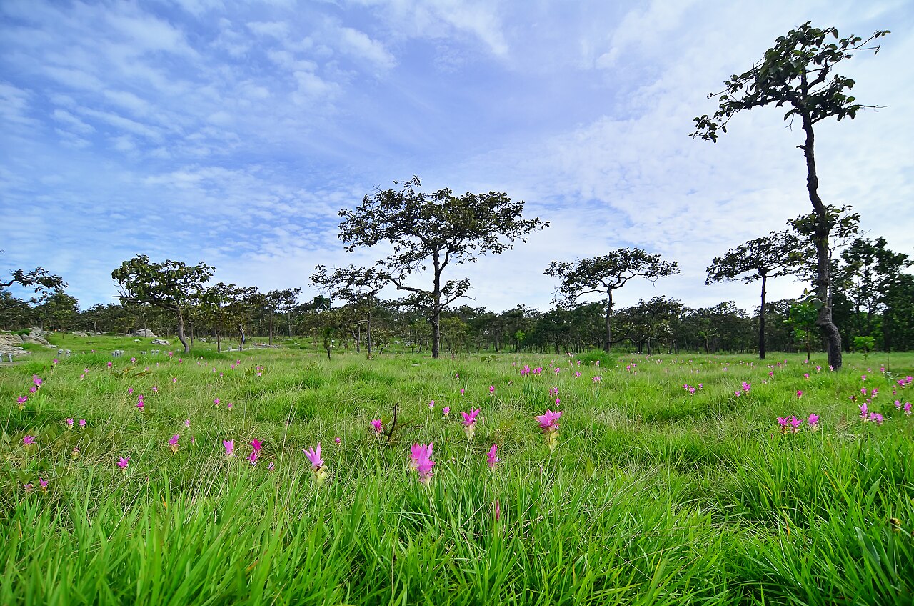 An image of purple flowers growing in a field with large trees dotted throughout.