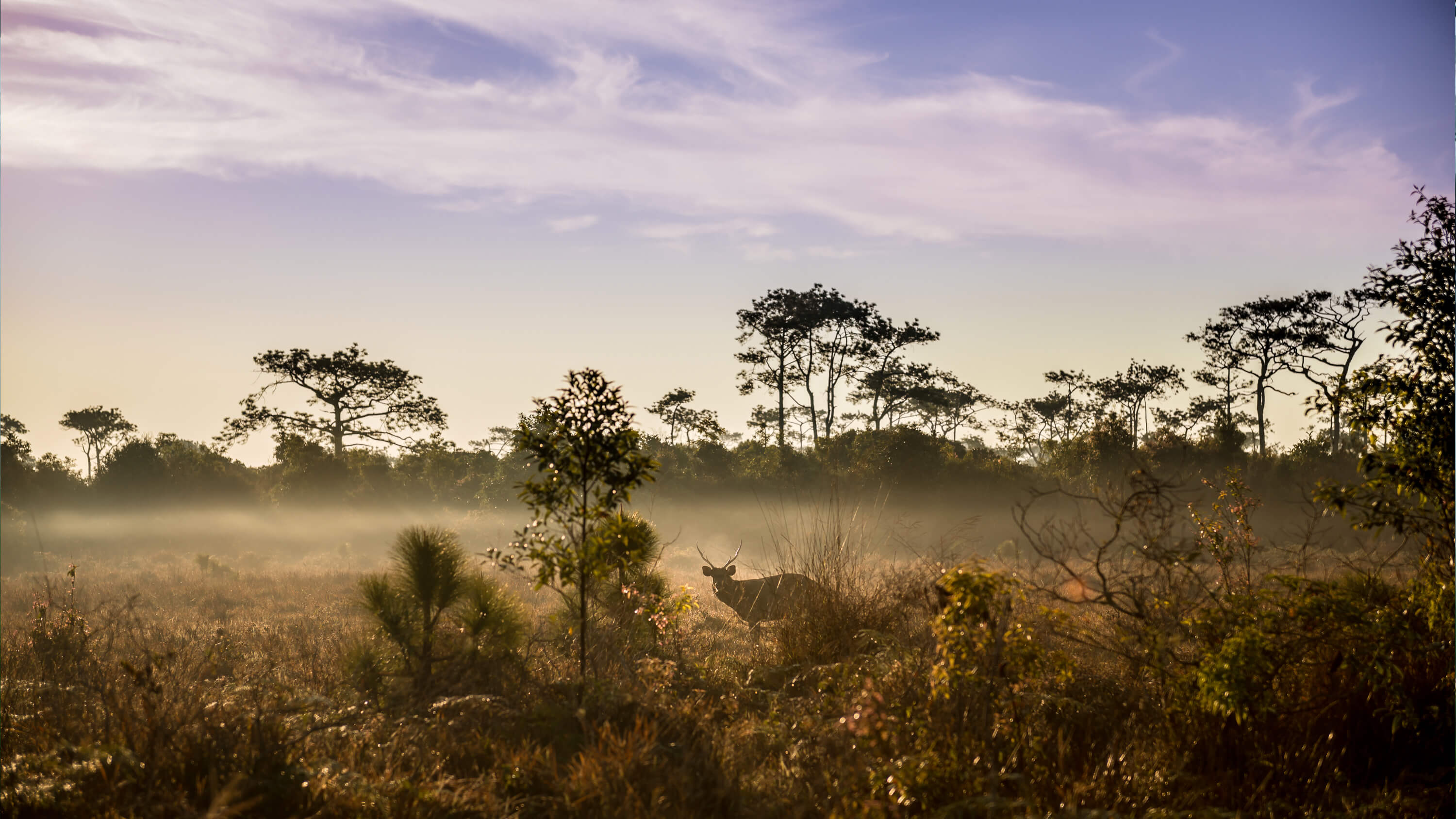 A misty scene across grass scrubland backed by trees.