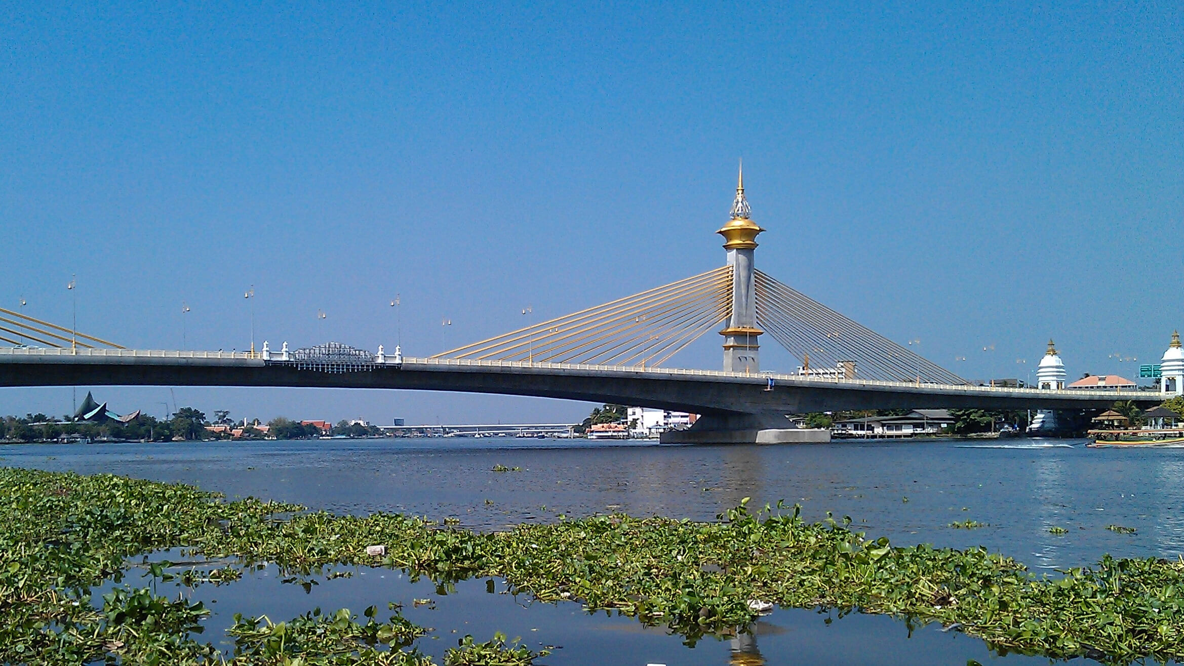 A modern cable-stayed bridge with a distinctive pylon topped by a golden, traditional Thai spire, spanning a wide river in Nonthaburi, Thailand. The foreground is filled with green water hyacinths under a clear blue sky.