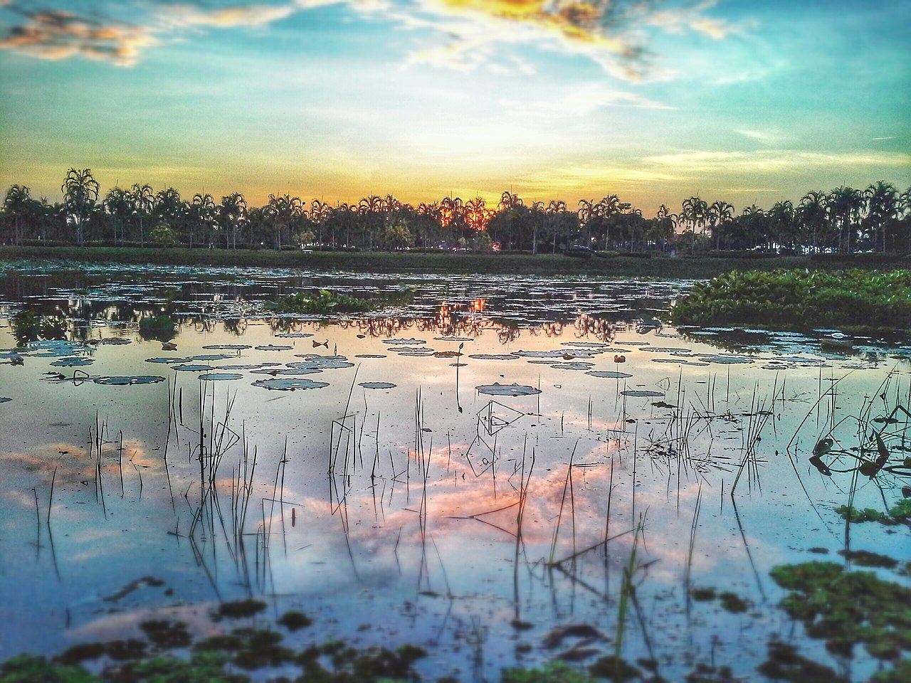A view across a lotus filled pond.