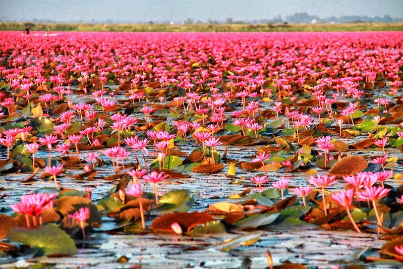 A view across a lake filled with vibrant red lotus flowers.