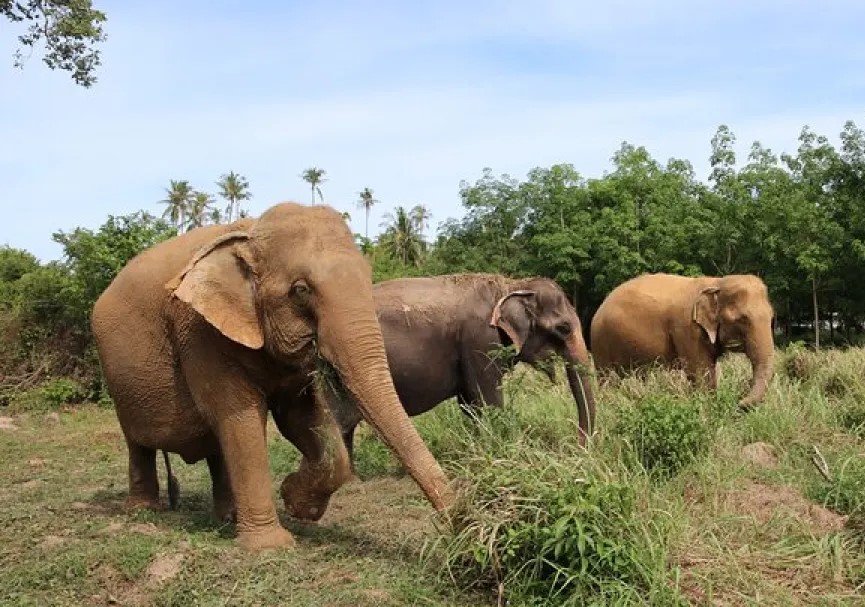 Half day Elephant Sanctuary Tour