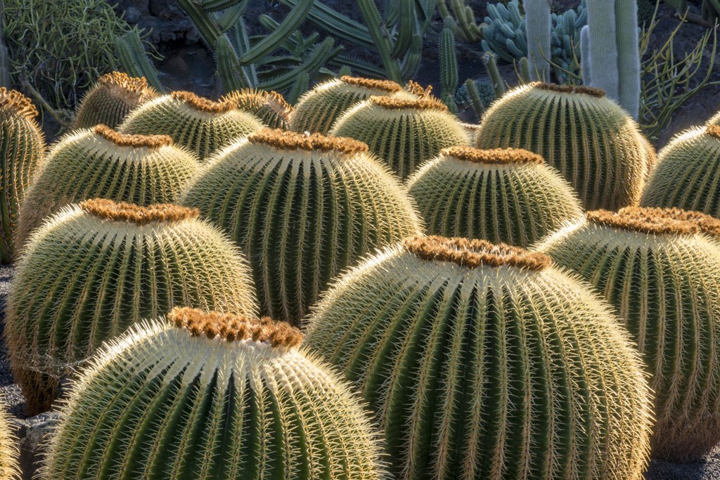 Jardin de Cactus